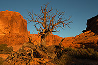 /images/133/2013-11-01-windows-tree-1dx_4135.jpg - #11225: Tree in Arches National Park … December 2013 -- Windows, Arches Park, Utah