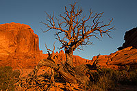 /images/133/2013-11-01-windows-tree-1dx_4143.jpg - #11225: Tree in Arches National Park … December 2013 -- Windows, Arches Park, Utah