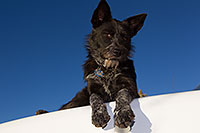 /images/133/2013-11-08-moab-mtns-kiera-1d4_4191.jpg - #11271: Kiera (Terrier, 1 year old) in Moab … November 2013 -- Moab, Utah
