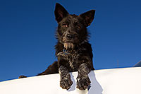 /images/133/2013-11-08-moab-mtns-kiera-1d4_4201.jpg - #11272: Kiera (Terrier, 1 year old) in Moab … November 2013 -- Moab, Utah