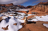 /images/133/2013-12-02-tsegi-annie-1dx_8576.jpg - #11374: Annie (Labrador Retriever) in Tsegi Canyon … December 2013 -- Tsegi Canyon, Utah