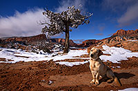 /images/133/2013-12-02-tsegi-annie-1dx_8621.jpg - #11375: Annie (Labrador Retriever) in Tsegi Canyon … December 2013 -- Tsegi Canyon, Utah