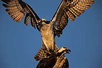 /images/133/2013-12-31-joaquin-osprey-1x_04117.jpg - #11458: Osprey in Irvine, California … December 2013 -- Irvine, California