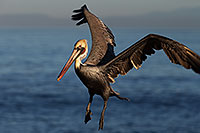 /images/133/2014-01-02-lajolla-pelicans-1x_07120.jpg - #11461: Pelican in flight in La Jolla, California … January 2014 -- La Jolla, California