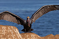 /images/133/2014-01-02-lajolla-pelicans-1x_07361.jpg - #11462: Pelican in La Jolla, California … January 2014 -- La Jolla, California