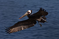 /images/133/2014-01-03-lajolla-pelicans-1x_09882.jpg - #11494: Pelican in flight in La Jolla, California … January 2014 -- La Jolla, California