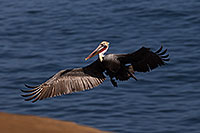 /images/133/2014-01-03-lajolla-pelicans-1x_09906.jpg - #11495: Pelican in flight in La Jolla, California … January 2014 -- La Jolla, California