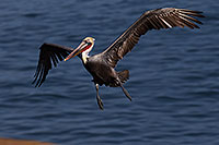 /images/133/2014-01-03-lajolla-pelicans-1x_09907.jpg - #11496: Pelican in flight in La Jolla, California … January 2014 -- La Jolla, California
