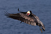 /images/133/2014-01-03-lajolla-pelicans-1x_10041.jpg - #11497: Pelican in flight in La Jolla, California … January 2014 -- La Jolla, California
