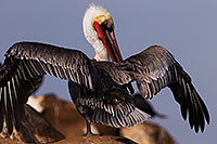 /images/133/2014-01-03-lajolla-pelicans-1x_10211.jpg - #11498: Pelican spreading his wings in La Jolla, California … January 2014 -- La Jolla, California