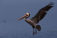 /images/133/2014-01-04-lajolla-pelicans-1x_20422.jpg - #11503: Pelican in flight in La Jolla, California … January 2014 -- La Jolla, California