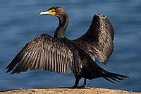 /images/133/2014-01-05-lajolla-cormorants-1x_22945.jpg - #11522: Double Crested Cormorant in La Jolla, California … January 2014 -- La Jolla, California