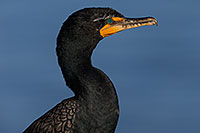 /images/133/2014-01-05-lajolla-cormorants-1x_23189.jpg - #11526: Double Crested Cormorant in La Jolla, California … January 2014 -- La Jolla, California