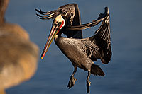 /images/133/2014-01-05-lajolla-pelicans-1x_22581.jpg - #11531: Pelicans in La Jolla, California … January 2014 -- La Jolla, California