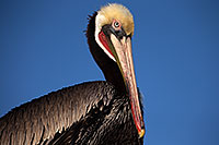 /images/133/2014-01-05-lajolla-pelicans-1x_22825.jpg - #11532: Pelicans in La Jolla, California … January 2014 -- La Jolla, California