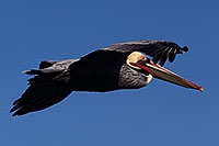 /images/133/2014-01-05-lajolla-pelicans-1x_23679.jpg - #11536: Pelican in flight in La Jolla, California … January 2014 -- La Jolla, California