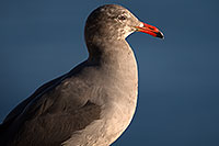 /images/133/2014-01-05-lajolla-seagulls-1x_22774.jpg - #11538: Seagulls in La Jolla, California … January 2014 -- La Jolla, California