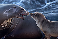 /images/133/2014-01-05-lajolla-seals-1x_22455.jpg - #11541: Sea Lions in La Jolla, California … January 2014 -- La Jolla, California