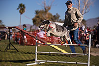 /images/133/2014-01-17-havasu-dogs-1dx_1101.jpg - #11616: Frisbee dog Bumper at Lake Havasu Balloon Fest … January 2014 -- Lake Havasu City, Arizona