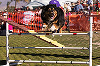 /images/133/2014-01-17-havasu-dogs-1dx_1196.jpg - #11622: Frisbee dog Zoie at Lake Havasu Balloon Fest … January 2014 -- Lake Havasu City, Arizona