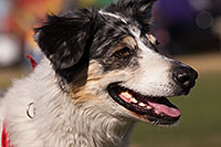 /images/133/2014-01-18-havasu-dogs-1dx_5282.jpg - #11663: Frisbee dog Bumper at Lake Havasu Balloon Fest … January 2014 -- Lake Havasu City, Arizona
