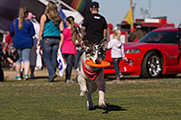 /images/133/2014-01-18-havasu-dogs-1dx_5299.jpg - #11669: Frisbee dog Bumper at Lake Havasu Balloon Fest … January 2014 -- Lake Havasu City, Arizona