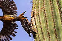 /images/133/2014-05-18-supers-woodpeckers-7d_0111.jpg - #11779: Male Gila Woodpecker about to feed a fly to baby in the nest … May 2014 -- Superstitions, Arizona