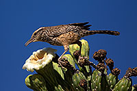 /images/133/2014-05-23-supers-wren-5d3_0283.jpg - #11792: Cactus Wren on top of a Saguaro Flower in Superstitions … May 2014 -- Superstitions, Arizona
