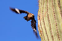 /images/133/2014-05-24-supers-woodpeckers-5d3_0659.jpg - #11793: Male Gila Woodpecker leaving the nest in Superstitions … May 2014 -- Superstitions, Arizona