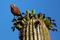 /images/133/2014-05-26-supers-kestrel-5d3_2219.jpg - #11798: American Kestrel female in Superstitions … May 2014 -- Superstitions, Arizona