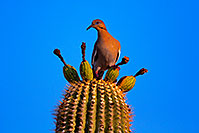 /images/133/2014-05-27-supers-dove-5d3_3610.jpg - #11808: White winged Dove in Superstitions … May 2014 -- Superstitions, Arizona