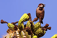 /images/133/2014-05-27-supers-finch-5d3_4080.jpg - #11809: House Sparrow (male) in Superstitions … May 2014 -- Superstitions, Arizona