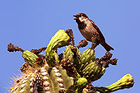 /images/133/2014-05-27-supers-finch-5d3_4087.jpg - #11810: House Sparrow (male) in Superstitions … May 2014 -- Superstitions, Arizona