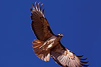 /images/133/2014-05-30-supers-hawks-5d3_4983.jpg - #11828: Red Tailed Hawk (adult) in Superstitions … May 2014 -- Superstitions, Arizona