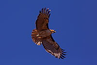 /images/133/2014-05-30-supers-hawks-5d3_4993.jpg - #11829: Red Tailed Hawk (adult) in Superstitions … May 2014 -- Superstitions, Arizona