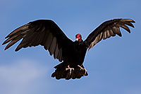 /images/133/2014-06-03-supers-vultures-5d3_7646.jpg - #11841: Turkey Vulture in Superstitions … June 2014 -- Superstitions, Arizona