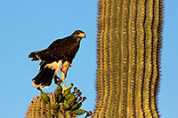 /images/133/2014-06-04-supers-harris-5d3_8588.jpg - #11845: Harris Hawk (juvenile) … June 2014 -- Superstitions, Arizona