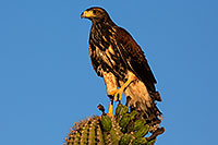 /images/133/2014-06-04-supers-harris-5d3_8732.jpg - #11848: Harris Hawk (juvenile) … June 2014 -- Superstitions, Arizona