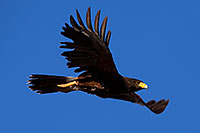 /images/133/2014-06-04-supers-harris-5d3_8758.jpg - #11849: Harris Hawk in flight … June 2014 -- Superstitions, Arizona