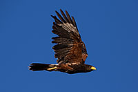 /images/133/2014-06-04-supers-harris-5d3_8760.jpg - #11850: Harris Hawk in flight … June 2014 -- Superstitions, Arizona