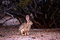 /images/133/2014-06-07-tucson-g-bunny-1359.jpg - #11854: Desert Cottontail in Tucson … June 2014 -- Tucson, Arizona