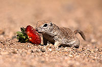 /images/133/2014-06-07-tucson-g-squirrels-0639.jpg - #11859: Round Tailed Ground Squirrels in Tucson … June 2014 -- Tucson, Arizona