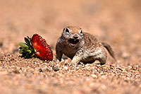 /images/133/2014-06-07-tucson-g-squirrels-0641.jpg - #11860: Round Tailed Ground Squirrels in Tucson … June 2014 -- Tucson, Arizona
