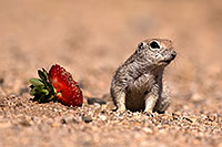 /images/133/2014-06-07-tucson-g-squirrels-0644.jpg - #11861: Round Tailed Ground Squirrels in Tucson … June 2014 -- Tucson, Arizona