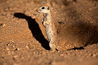 /images/133/2014-06-07-tucson-g-squirrels-1116.jpg - #11866: Round Tailed Ground Squirrels in Tucson … June 2014 -- Tucson, Arizona