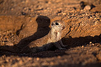 /images/133/2014-06-07-tucson-g-squirrels-1240.jpg - #11868: Round Tailed Ground Squirrels in Tucson … June 2014 -- Tucson, Arizona