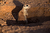/images/133/2014-06-07-tucson-g-squirrels-1281.jpg - #11869: Round Tailed Ground Squirrels in Tucson … June 2014 -- Tucson, Arizona