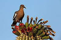 /images/133/2014-06-08-supers-dove-5d3_2325.jpg - #11877: White Winged Dove on Saguaro Cactus fruit in Superstitions … June 2014 -- Superstitions, Arizona