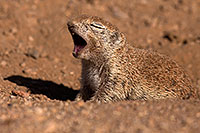 /images/133/2014-06-08-tucson-g-squirrels-1471.jpg - #11885: Round Tailed Ground Squirrels in Tucson … June 2014 -- Tucson, Arizona