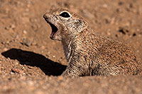 /images/133/2014-06-08-tucson-g-squirrels-1501.jpg - #11886: Round Tailed Ground Squirrels in Tucson … June 2014 -- Tucson, Arizona